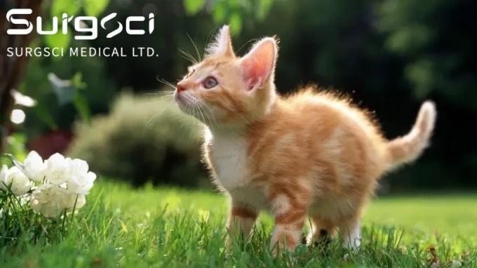 آخر أخبار الشركة 7 فوائد تخصي قططك أو تعقيمها | سورجشي  0