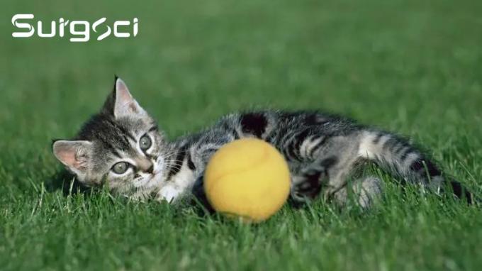 آخر أخبار الشركة ما هي جراحة فغر الإحليل العجاني | سورجشي 0