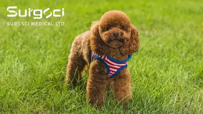 آخر أخبار الشركة خلع الرضفة في الكلاب | سورجشي 0