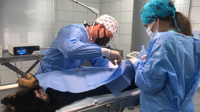 جراحة المنظار بالموجات فوق الصوتية نظام مشرط الإرقاء للاستخدام البيطري 7