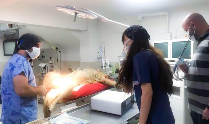 جراحة المنظار بالموجات فوق الصوتية نظام مشرط الإرقاء للاستخدام البيطري 8